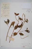 牛膝藏品圖，第1張