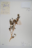 刺莧藏品圖，第1張