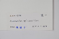 刺莧藏品圖，第2張