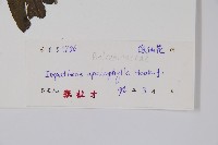 大葉鳳仙花藏品圖，第2張