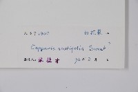 銳葉山柑藏品圖，第2張