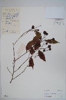 廣州山柑藏品圖，第1張