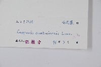 廣州山柑藏品圖，第2張