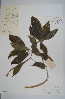 登錄號:S039630藏品圖，第1張