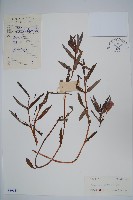 華鳳仙藏品圖，第1張