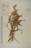 林艾蒿藏品圖，第1張