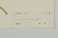 林艾蒿藏品圖，第3張