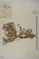 石胡荽、吐金草藏品圖，第1張