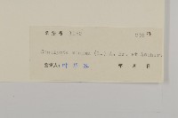 石胡荽、吐金草藏品圖，第3張