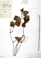 臭腥草、蕺菜藏品圖，第1張