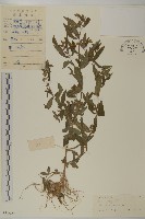 鱧腸藏品圖，第1張