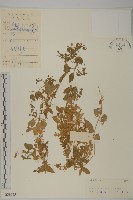 牛繁縷藏品圖，第1張