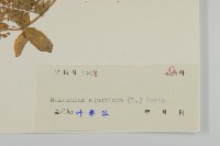 牛繁縷藏品圖，第3張