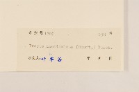 苦實菜藏品圖，第3張