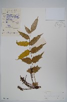 闊葉十大功勞藏品圖，第1張