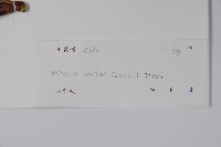 闊葉十大功勞藏品圖，第2張