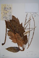 穗序鵝掌柴藏品圖，第1張