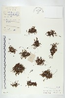 長柱茅膏菜藏品圖，第1張