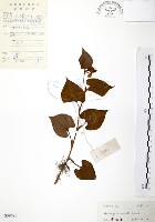 臭腥草、蕺菜藏品圖，第1張