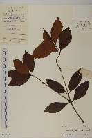 草珊瑚、紅果金粟蘭藏品圖，第1張