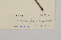 草珊瑚、紅果金粟蘭藏品圖，第3張