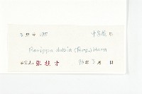 小葶藶藏品圖，第3張