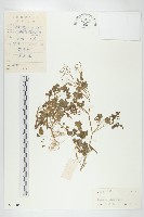 碎米薺藏品圖，第1張