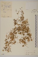 繁縷藏品圖，第1張