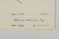 繁縷藏品圖，第3張