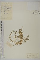 雀舌草藏品圖，第1張