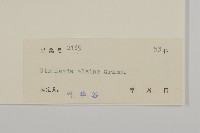 雀舌草藏品圖，第3張