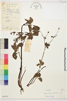 水辣菜、禺毛茛藏品圖，第1張