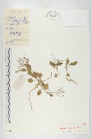 葶藶藏品圖，第1張