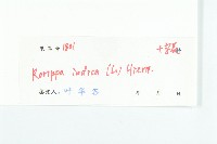 葶藶藏品圖，第3張