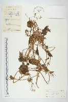 飛蛾藤藏品圖，第1張