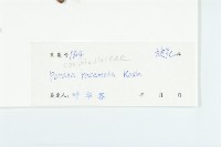 飛蛾藤藏品圖，第3張