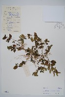 爵床、六角英藏品圖，第1張