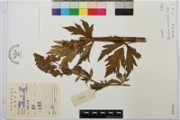 烏頭藏品圖，第1張