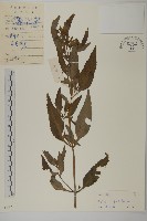 狼把草藏品圖，第1張