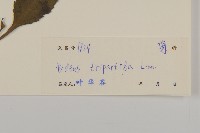 狼把草藏品圖，第3張