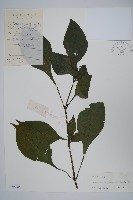 細穗序野靛果藏品圖，第1張