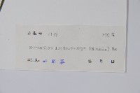 細穗序野靛果藏品圖，第2張