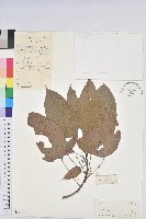 草鞋葉藏品圖，第1張