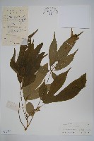 短序鵝掌柴藏品圖，第1張