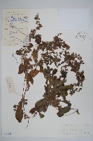 盾果草藏品圖，第1張