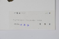 盾果草藏品圖，第2張