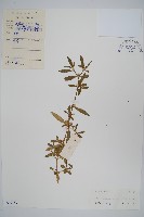 蓮子草藏品圖，第1張