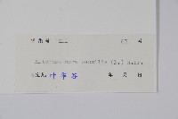 蓮子草藏品圖，第2張