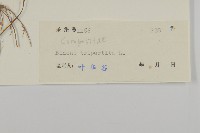 狼把草藏品圖，第3張