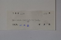 貴州忍冬藏品圖，第2張